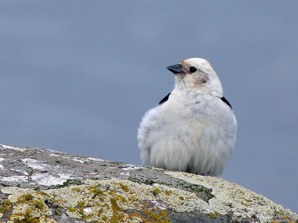 Snow Bunting male