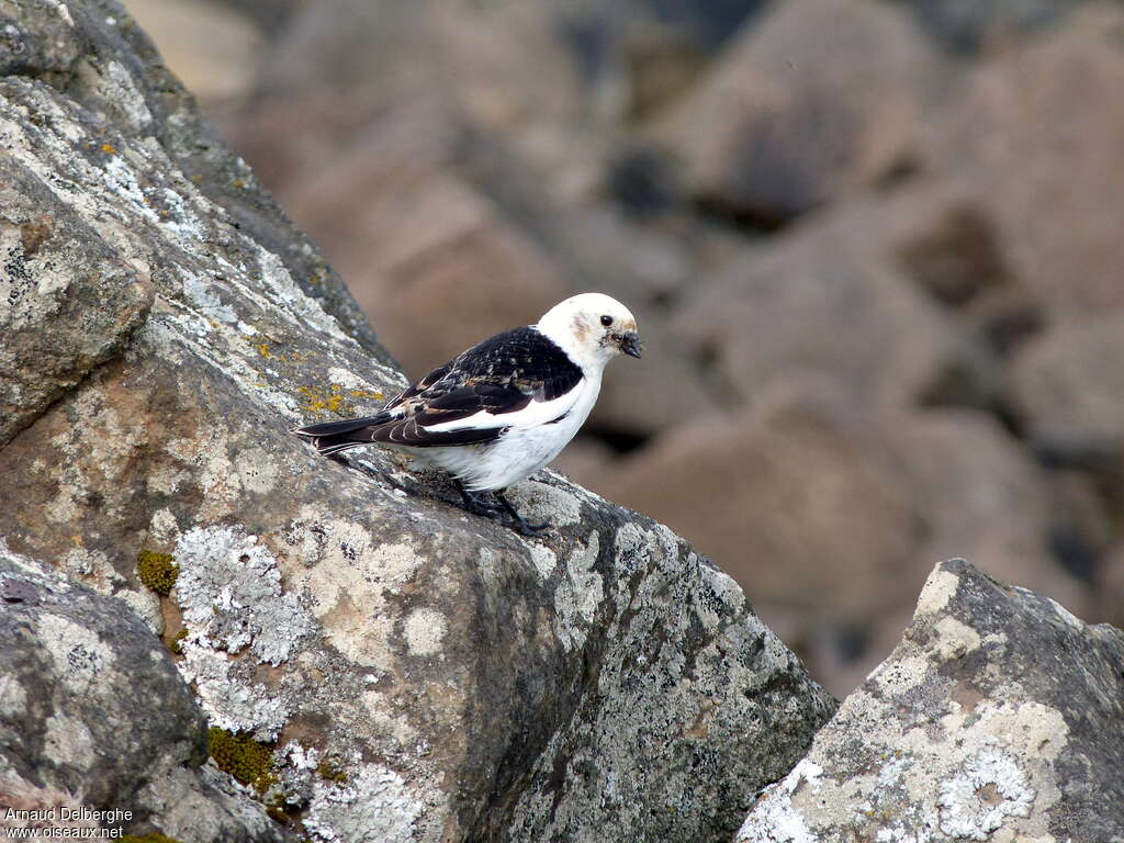 Snow Bunting male adult, habitat, Behaviour