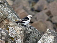 Snow Bunting