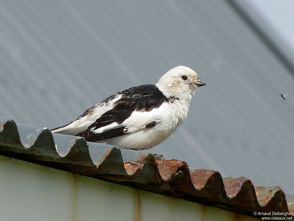 Bruant des neiges mâle