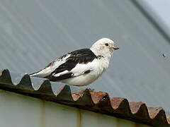 Snow Bunting