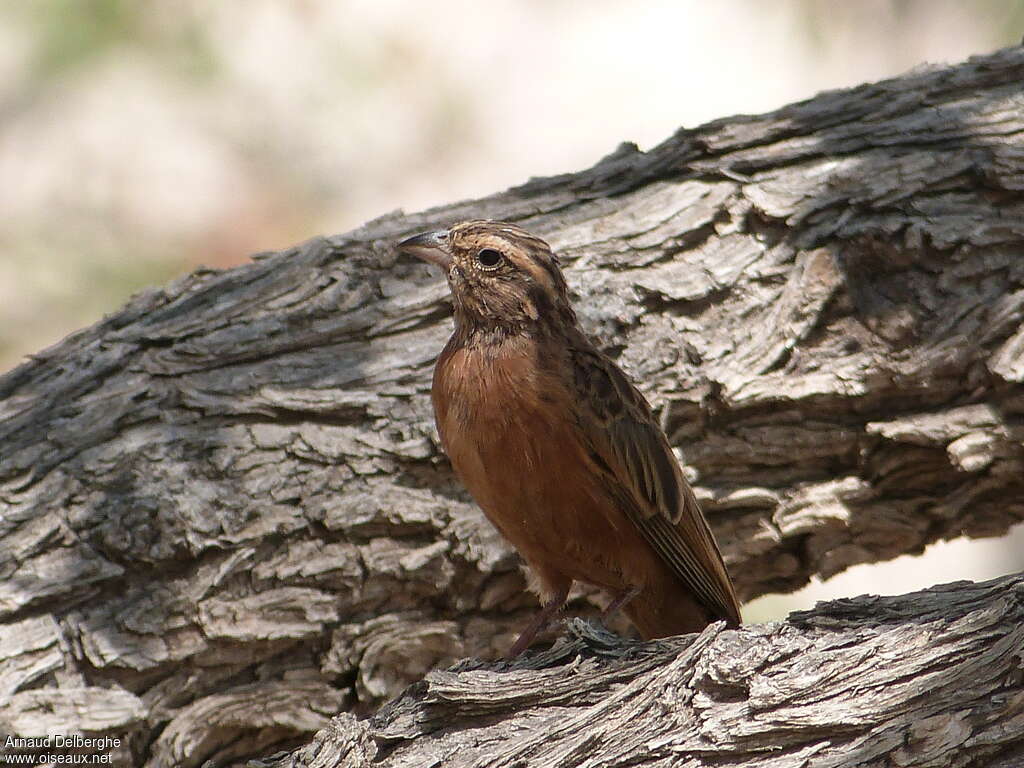 Lark-like Buntingadult, habitat, pigmentation