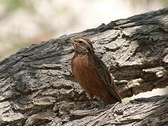 Lark-like Bunting