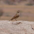 Bruant des rochers
