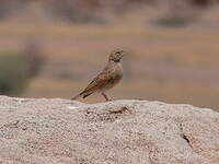 Bruant des rochers