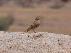 Lark-like Bunting