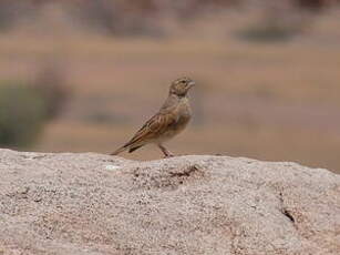 Bruant des rochers