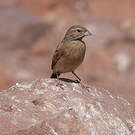 Bruant des rochers