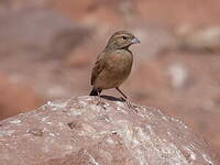 Bruant des rochers