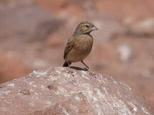 Bruant des rochers