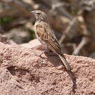 Bruant des rochers