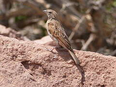 Bruant des rochers