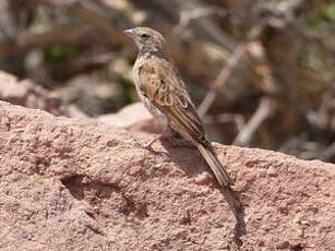 Bruant des rochers