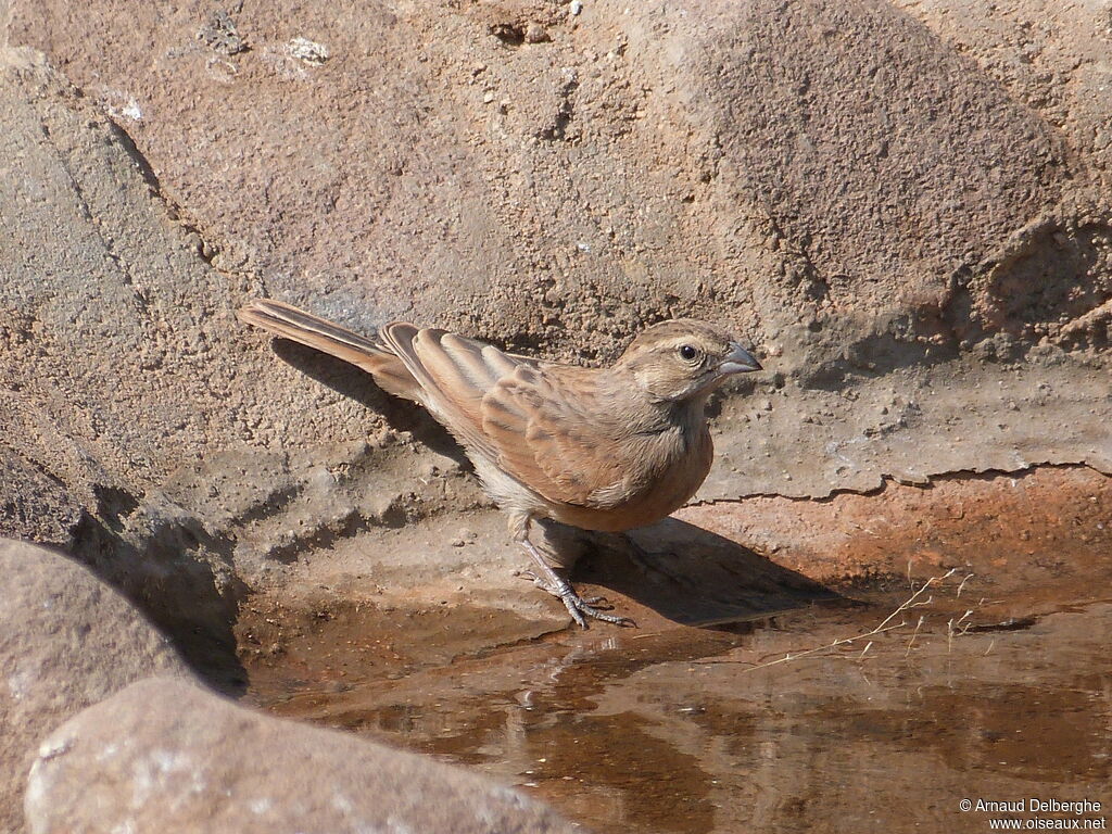 Bruant des rochers