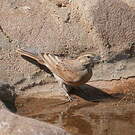 Bruant des rochers