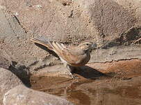 Bruant des rochers