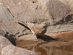 Lark-like Bunting