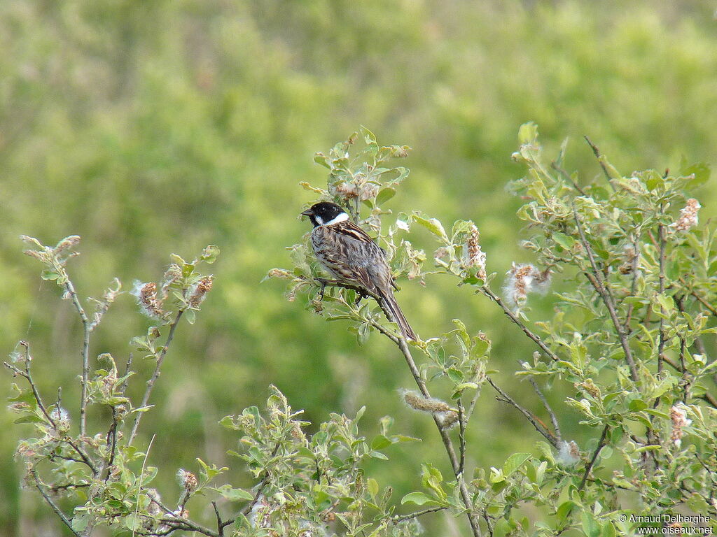 Common Reed Bunting