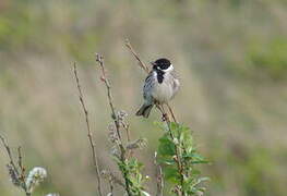 Common Reed Bunting