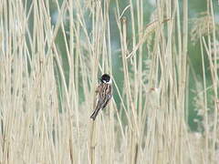 Common Reed Bunting