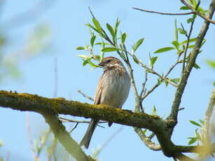 Bruant des roseaux