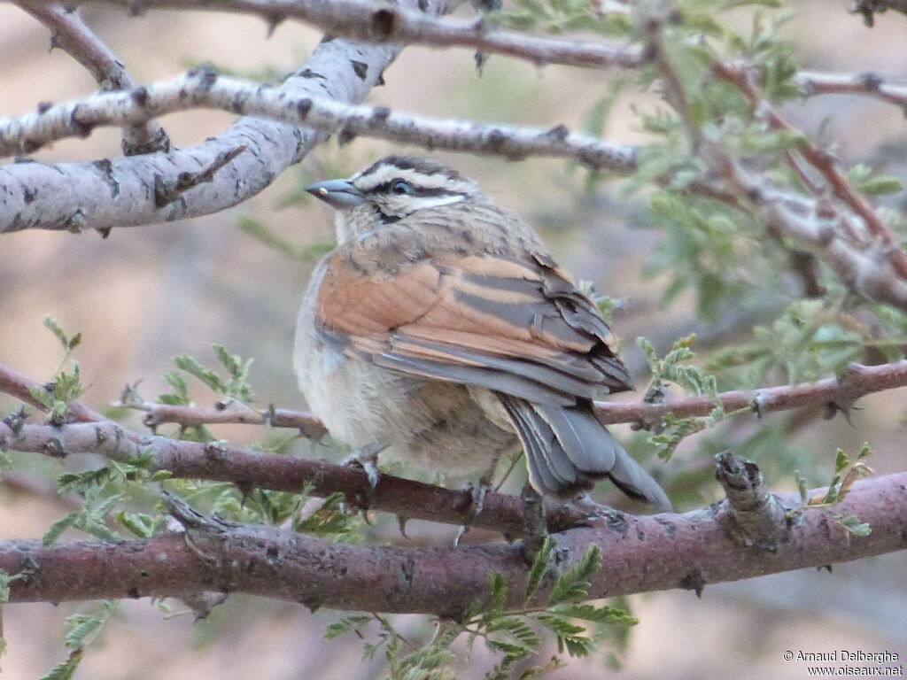 Cape Bunting