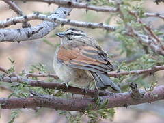 Cape Bunting