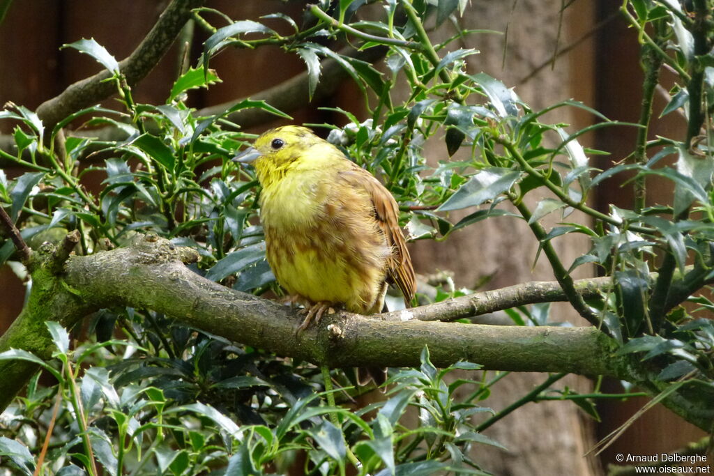 Yellowhammer