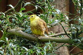 Yellowhammer