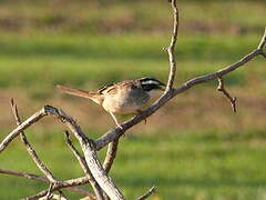 Stripe-headed Sparrow