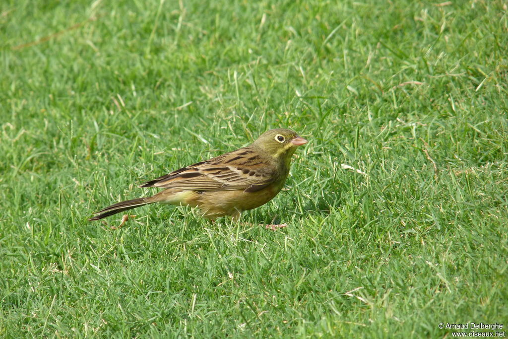 Ortolan Bunting