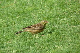 Ortolan Bunting