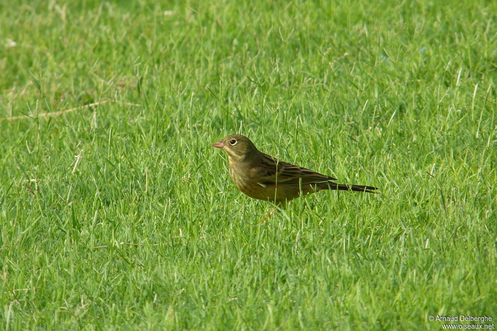 Ortolan Bunting