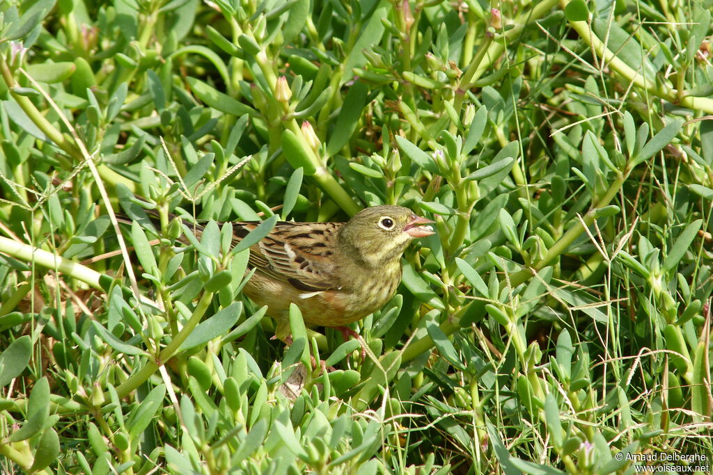 Ortolan Bunting