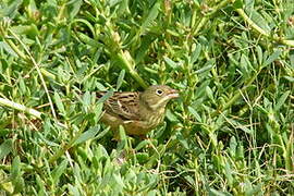 Ortolan Bunting