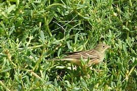 Ortolan Bunting