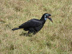 Abyssinian Ground Hornbill