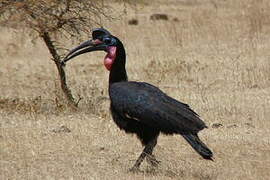 Abyssinian Ground Hornbill