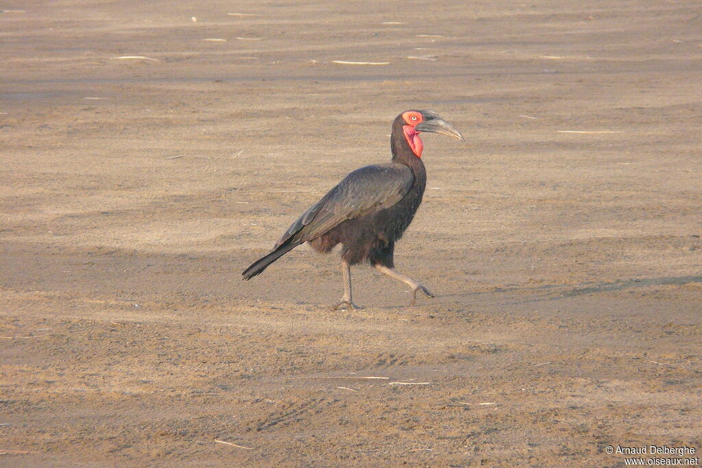 Southern Ground Hornbill