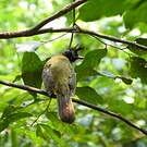 Bulbul à huppe noire
