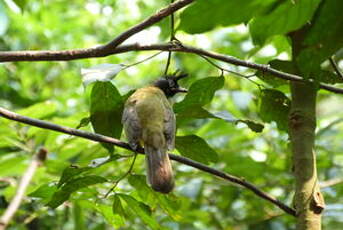 Bulbul à huppe noire