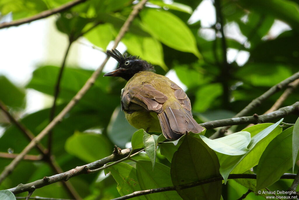 Black-crested Bulbul