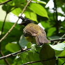 Bulbul à huppe noire