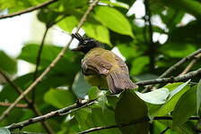 Bulbul à huppe noire