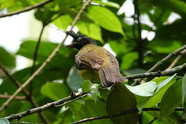 Black-crested Bulbul