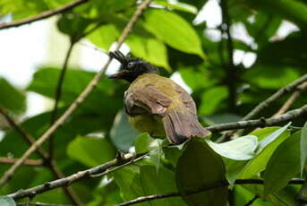 Bulbul à huppe noire