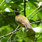 Bulbul à huppe noire