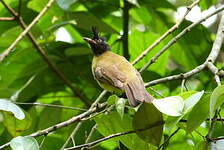 Bulbul à huppe noire