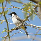 Bulbul à oreillons blancs