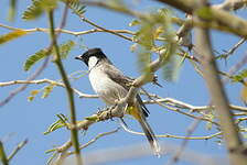 Bulbul à oreillons blancs